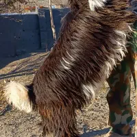 بز نر اصیل بختیاری شهرکردی مولد|حیوانات مزرعه|شیروان (خراسان), |دیوار