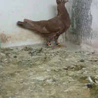 دوتا سرخ کاکلی.  کلاغ کاکلی|پرنده|تربت‌حیدریه, آبشار|دیوار