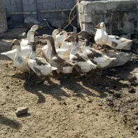 10عدد غاز بزرگ