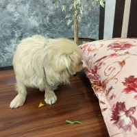 سگ خونگی پاه کوتاه|سگ|آشخانه, |دیوار