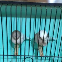 قناری گلاستر|پرنده|ری, هاشمآباد|دیوار