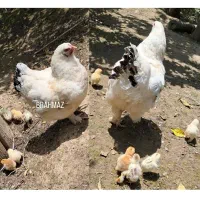 ۳ مرغ مادر برهما لایت ۲۰ جوجه برهما فروش تک موجود