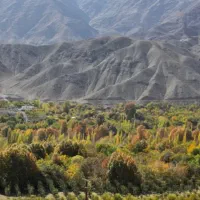 فروش-90-قصب-باغ-در-سیرچ