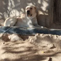 سگ گله دهن پاک