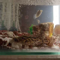 آکواریوم با پمپ اکسیژن و ۷تا ماهی مفت|ماهی|کرمان, |دیوار