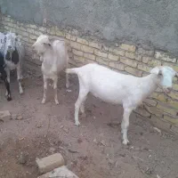 بز آبستن و چپیش