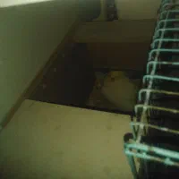 عروس هلندی ماده لوتینو با 6تخم|پرنده|اهواز, کمپلو جنوبی|دیوار