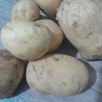 سیب زمینی تازه کیلویی بیست هزار زاغه