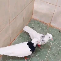 کبوتر|پرنده|شادگان, |دیوار