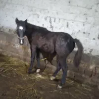 کره اسب نر یک ساله ورزشی|اسب و تجهیزات اسبسواری|ارومیه, |دیوار