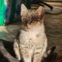 واگذاری بچه‌گربه خونگی و دستی (مهربون و اجتماعی)