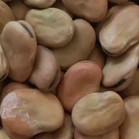 خشکبار تازه امسال واسه پخت وبذر ارسال از طارم