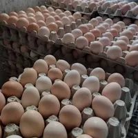 تخم مرغ محلی گلپایگانی