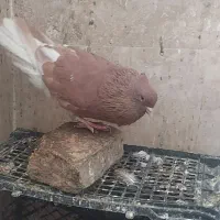 کفتر رنگی دم سفید|پرنده|خاوران, |دیوار