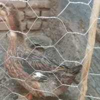 اردک 8ماهه
