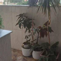 اجاره روزانه/هفتگی/ماهانه سالیانه آپارتمان ۹۰ متری|اجارهٔ کوتاهمدت آپارتمان و سوئیت|گلوگاه, |دیوار