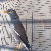 مرغ مینا سخنگو|پرنده|بندرعباس, |دیوار