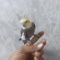 عروس هلندی سیامون|پرنده|رضویه, |دیوار