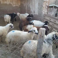 بره نر ۱۲تا