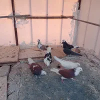 کفتر خوش رنگ|پرنده|کاشان, پشت شهربانی|دیوار