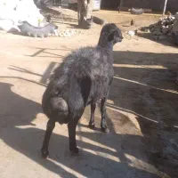 قوچ غزل بالای ۱۲۰ کیلو