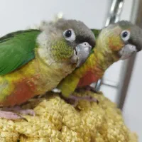 راهب گرینچیک کوتوله برزیلی عروس هلندی|حراج|رشت, لاکان|دیوار