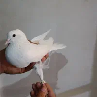 کبوتر پرشی