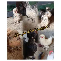 تخم مرغ نژادی اصیل|حیوانات مزرعه|یاسوج, |دیوار