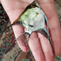 آکواریوم شرکتی با ماهی و لوازم|ماهی|گلبهار, شهر جدید گلبهار|دیوار