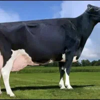 تعدادی گاو شیری شکم اول