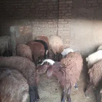 فروش بره ماده و نر|حیوانات مزرعه|زالیان, |دیوار