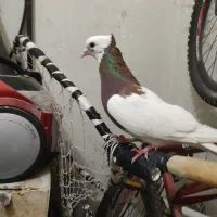 کبوتر  کفتر