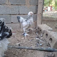 خروس برهما لایت و بوف
