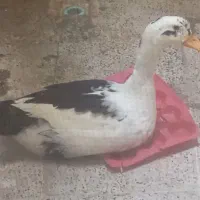 اردک