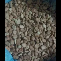 باقالی بهشهر