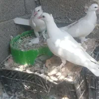 کبوتر پرشی و گره|پرنده|میناب, |دیوار