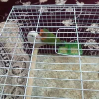 یک جفت کوتوله