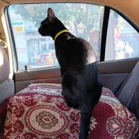 گمشده|حیوانات|بوکان, |دیوار