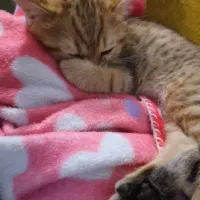 گربه بریتیش|گربه|تهران, اکباتان|دیوار