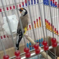 سهره نر جوجه قفس مست