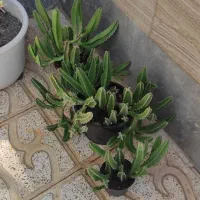 بوفه قدیمی تمیز ..