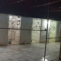 کفتر تیر ماهی کفتر گرو بشرط