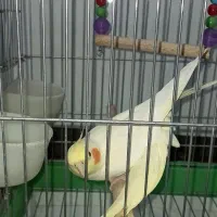 عروس هلندی ماده ۳ساله