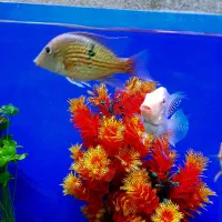 ماهی گرین تیلور مولد پروکسیموس آلتوسینو