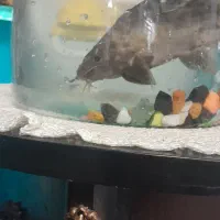 لجن خوار|ماهی|کرمانشاه, |دیوار