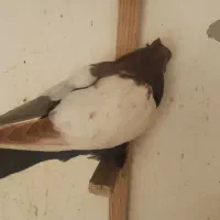 سینه سیا بازیکن جوجه سینه تافته ای نر|پرنده|شیراز, اصلاح‌نژاد|دیوار