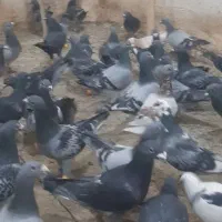 تعداد ۱۲۰عدد پلاکی استان قزوین بوم ندارن|پرنده|تاکستان, |دیوار