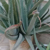 الوئه ورا
