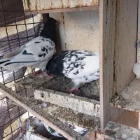 کبوتر کله ای|پرنده|چهاردانگه (تهران), |دیوار