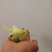 جوجه مرغ عشق